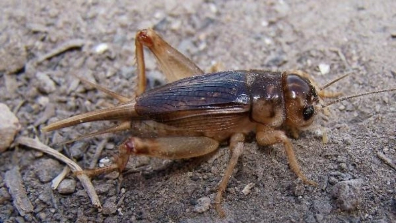 Bị dế cắn có sao không?