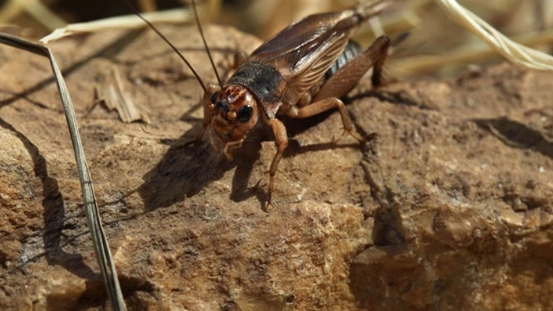 Mẹo và biện pháp chữa trị khi bị dế cắn