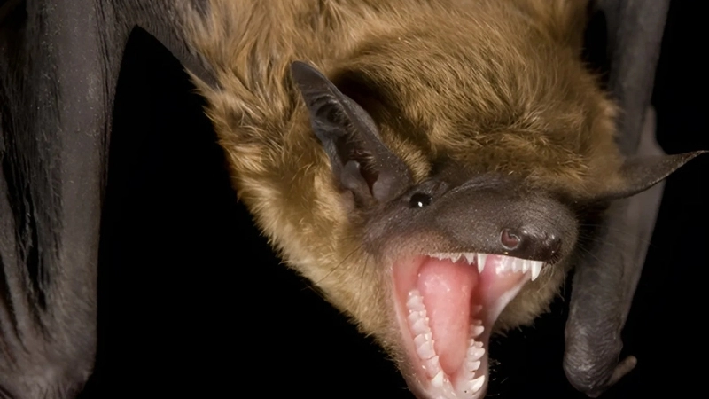 Mẹo và biện pháp chữa trị khi bị dơi cắn