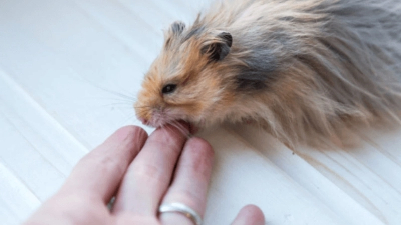 Bị hamster cắn có sao không?
