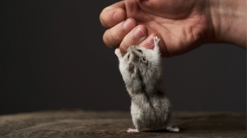 Mẹo và biện pháp chữa trị khi bị hamster cắn