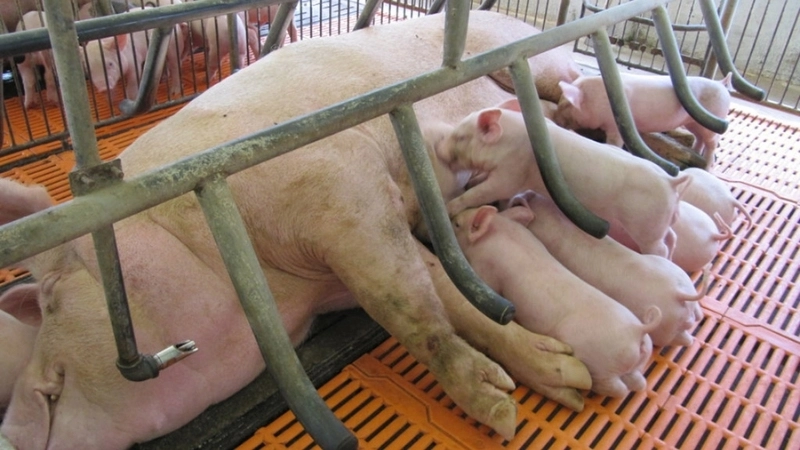 Bị heo cắn có sao không?