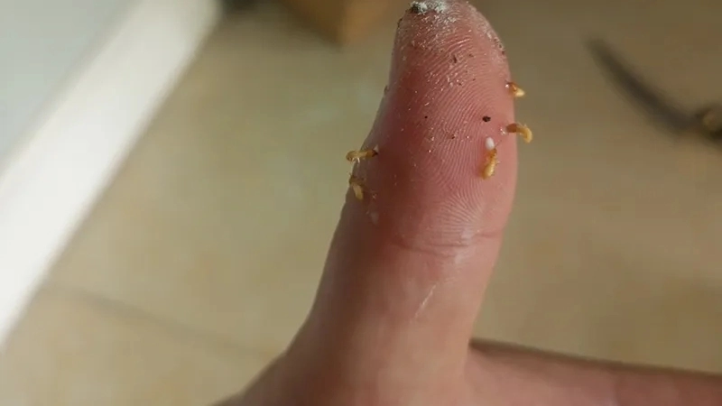 Mẹo và biện pháp chữa trị khi bị mối cắn