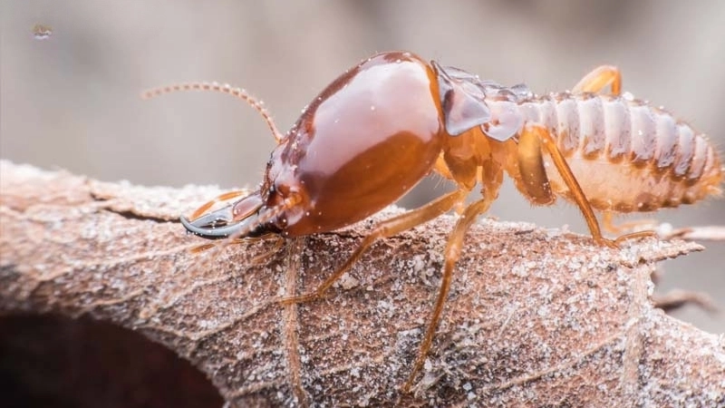 Bị mối cắn có sao không?