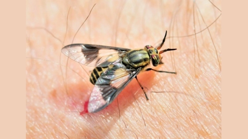 Triệu chứng khi bị ruồi cắn