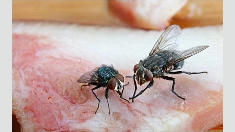 Mẹo và biện pháp chữa trị khi bị ruồi cắn