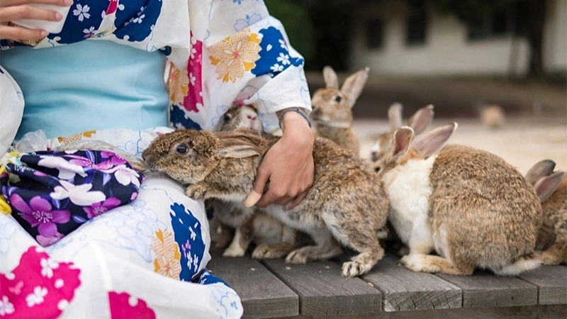 Bị thỏ cắn có sao không?