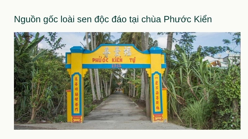 Nguồn gốc loài sen độc đáo tại chùa Phước Kiển