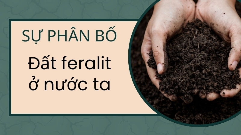  Đất feralit ở nước ta phân bố rộng khắp, đặc biệt là ở vùng đồi núi và trung du