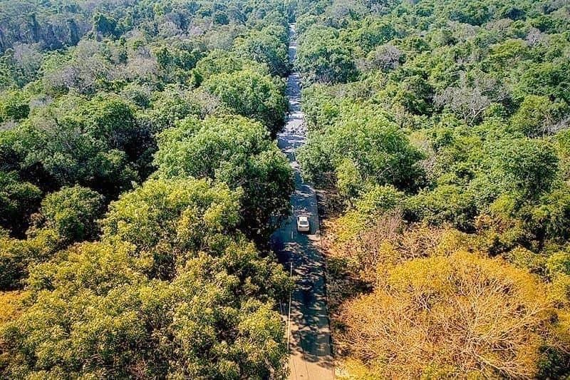 Đừng bỏ lỡ khám phá rừng nguyên sinh Bình Châu Phước Bửu