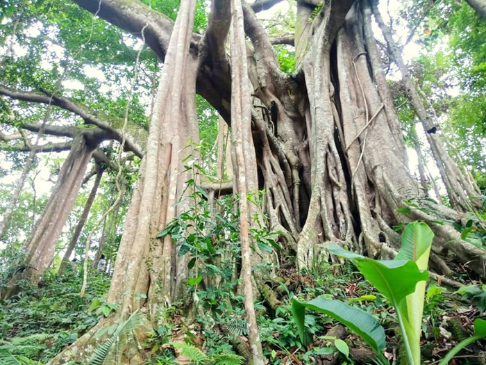 Khám phá thiên nhiên tại rừng nguyên sinh Hòn Dấu