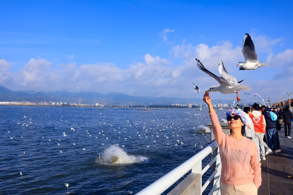 Góc chill nhất là checkin với đàn hải âu