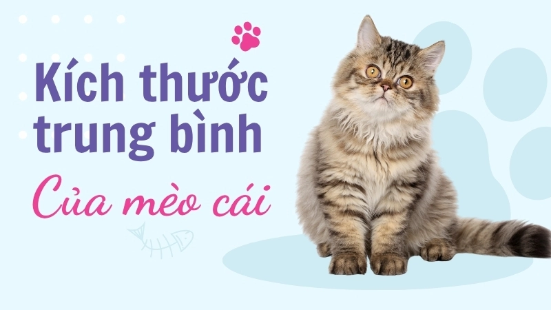 Kích thước trung bình của mèo cái thường nhỏ hơn mèo đực