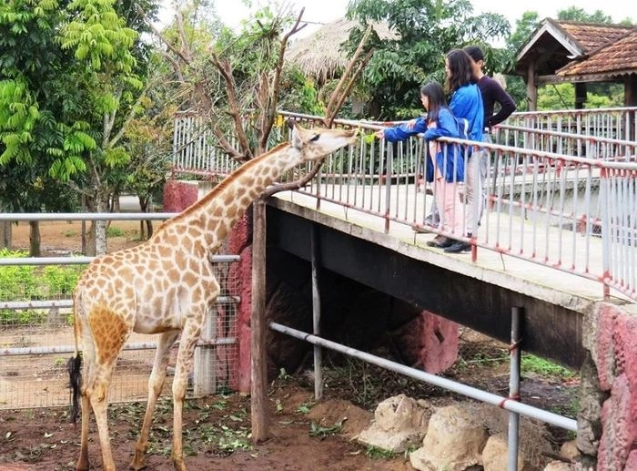 Rủ bạn bè thăm vườn thú Kỳ Co ngay trong chuyến du lịch biển