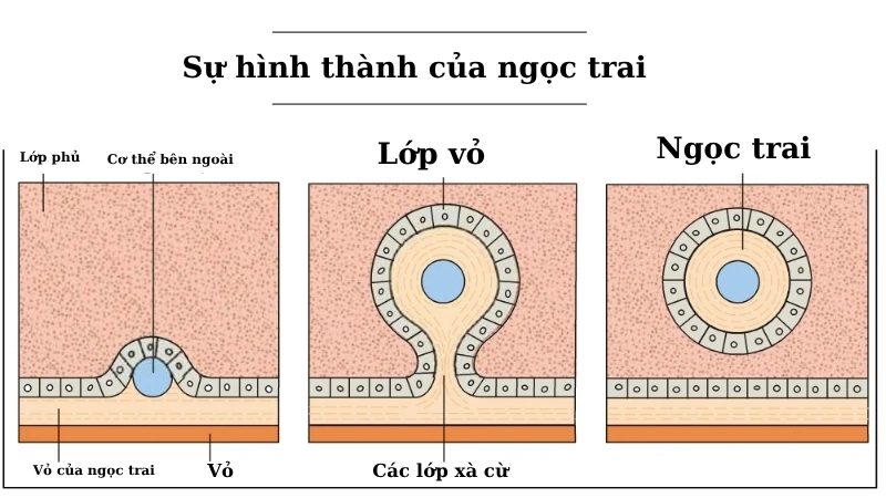 Lớp màng áo mềm mại bên trong, nơi diễn ra quá trình tạo ngọc