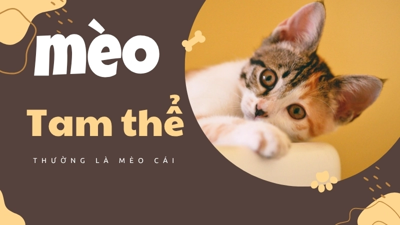 Mèo tam thể thường là mèo cái, một đặc điểm màu lông giúp phân biệt mèo đực mèo cái