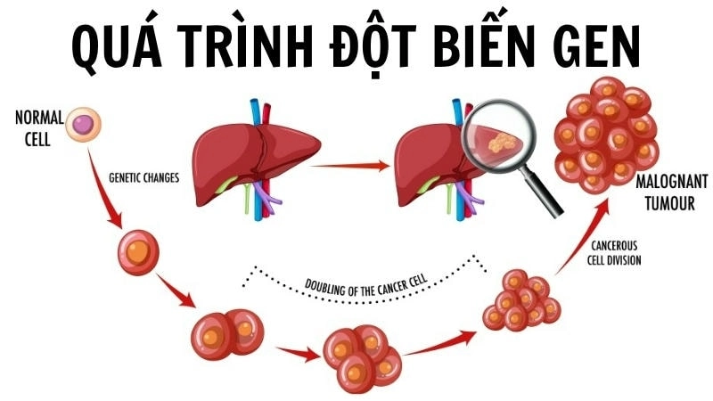 Minh họa quá trình đột biến gen dẫn đến sự hình thành và phát triển của khối u ung thư
