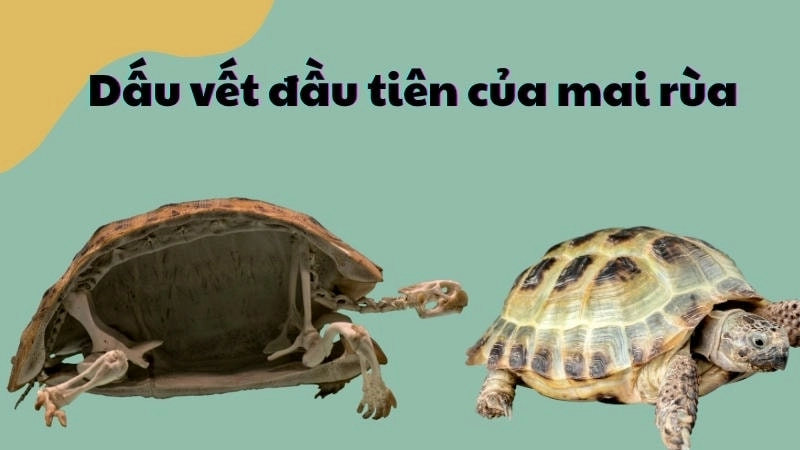 Phác họa loài Eunotosaurus với những xương sườn rộng, dấu vết đầu tiên của mai rùa