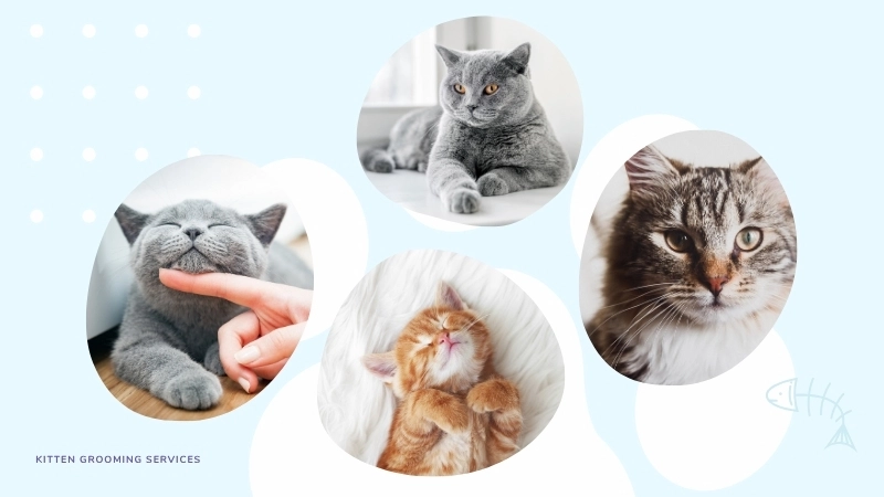Quan sát khoảng cách giữa hai lỗ là cách phân biệt mèo đực mèo cái còn nhỏ  