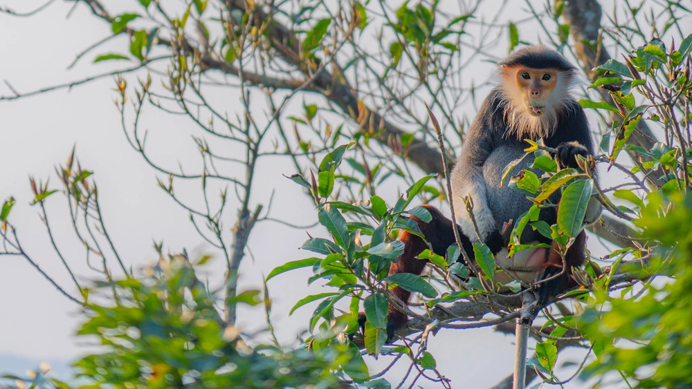 Bắt trọn khoảnh khắc chiêm ngưỡng Voọc chà vá chân nâu quý hiếm