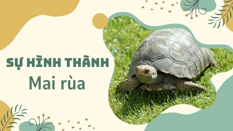 Sự hình thành mai rùa được tạo thành từ sự hợp nhất của khoảng 50 chiếc xương khác nhau