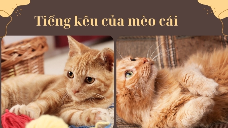 Tiếng mèo đực kêu mèo cái thực chất là tiếng mèo cái gọi bạn tình trong mùa động dục