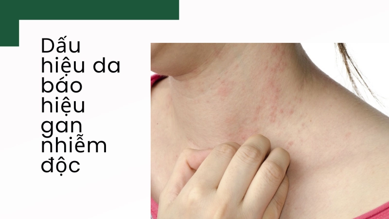 Tôi đã thấu hiểu lá gan