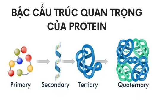 Cấu trúc protein hình thành như thế nào? Giải thích từ A-Z