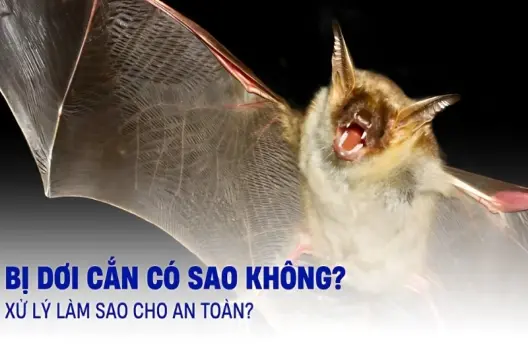 Bị dơi cắn có sao không và cách xử lý an toàn tại nhà