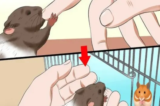 Bị hamster cắn có sao không? Cách xử lý hiệu quả
