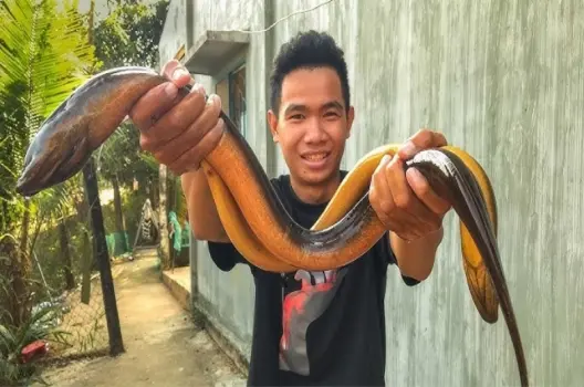Bị lươn cắn có sao không và cách xử lý tại chỗ an toàn