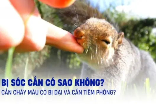 Bị sóc cắn có sao không và cách xử lý đúng cách