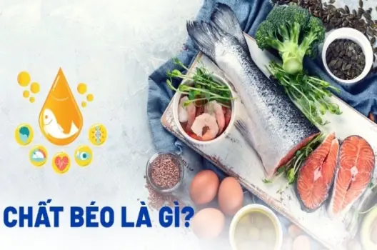 Chất béo là gì? Những điều quan trọng không nên bỏ qua
