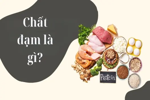 Chất đạm là gì? Vai trò thiết yếu với sự sống con người