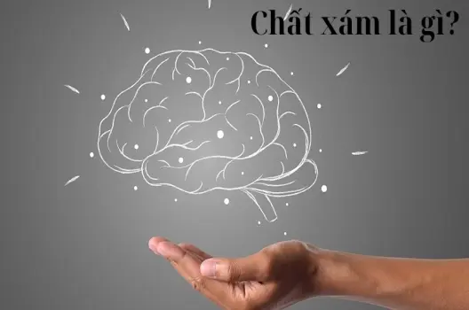 Chất xám là gì? Khám phá bí mật của não bộ con người