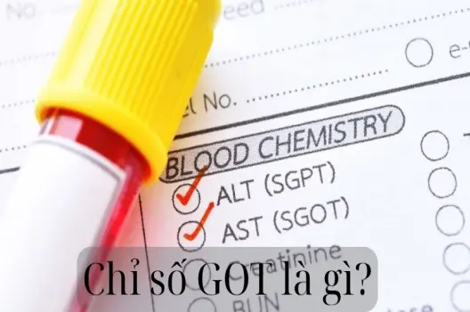 Chỉ số GOT là gì và có ý nghĩa gì trong xét nghiệm máu