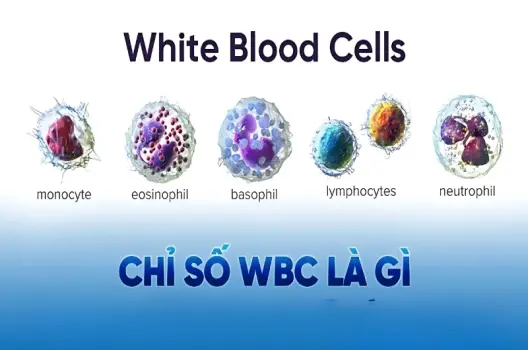Chỉ số WBC là gì và ý nghĩa trong xét nghiệm máu