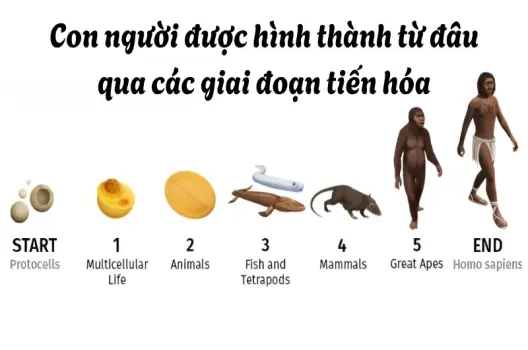 Cơ thể chúng ta được hình thành như thế nào? Khám phá về cơ thể người