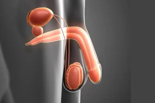 Dái xệ có bị sao không và cách nhận biết dấu hiệu nguy hiểm