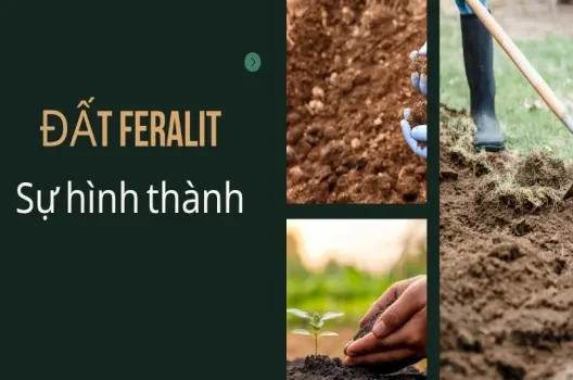 Đất feralit được hình thành như thế nào? Bí ẩn từ quá trình phong hóa mạnh mẽ