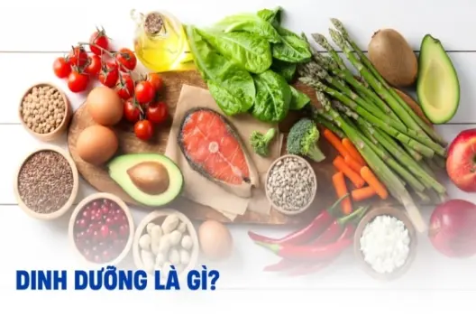 Dinh dưỡng là gì? Vai trò và tầm quan trọng cho cơ thể