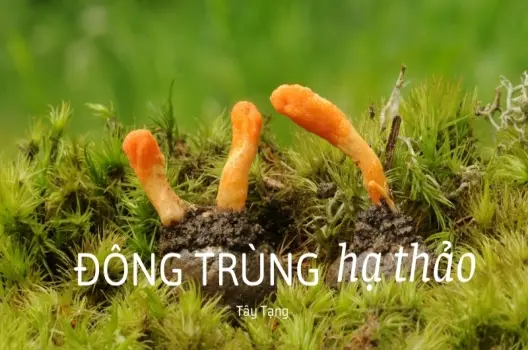 Tìm hiểu đông trùng hạ thảo hình thành như thế nào?