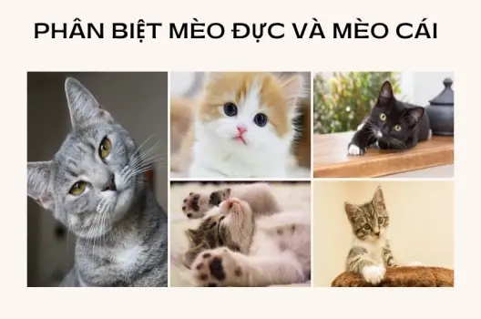 Cách phân biệt mèo đực mèo cái - Hướng dẫn chi tiết từ A đến Z