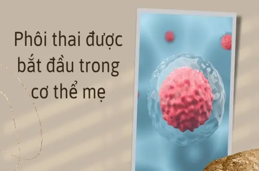 Phôi thai hình thành như thế nào? Hành trình kỳ diệu của sự sống ban đầu