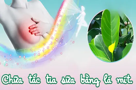 Cách chữa mẹo tắc tia sữa bằng lá mít hiệu quả tại nhà