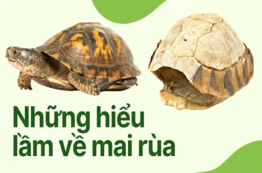 Mai rùa được hình thành như thế nào? Cấu tạo của mai rùa