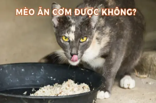 Mèo ăn cơm có bị sao không và cách cho ăn đúng chuẩn