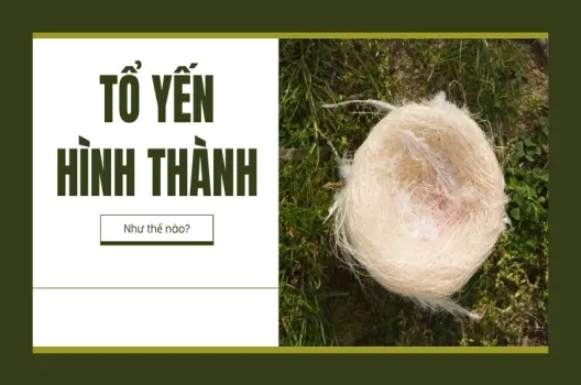 Tổ yến được hình thành như thế nào? Cách phân biệt yến đảo và yến nhà
