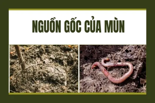 Mùn được hình thành như thế nào? Thứ vàng đen của nông nghiệp