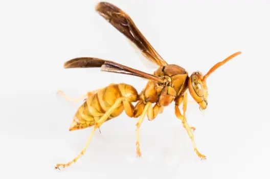 Ong đốt có bị sao không và cách xử lý an toàn nhất